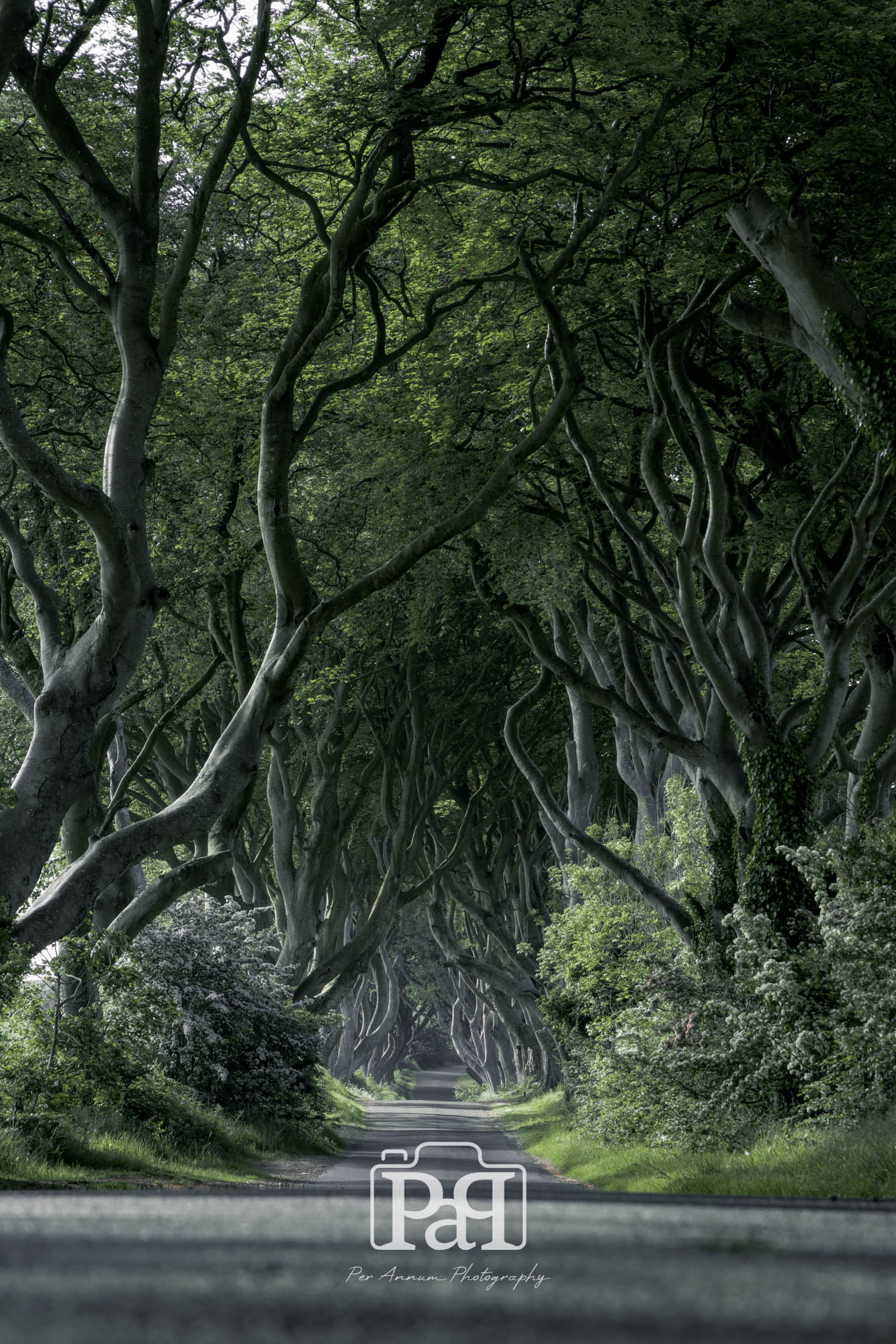 Dark Hedges Fine Art Print