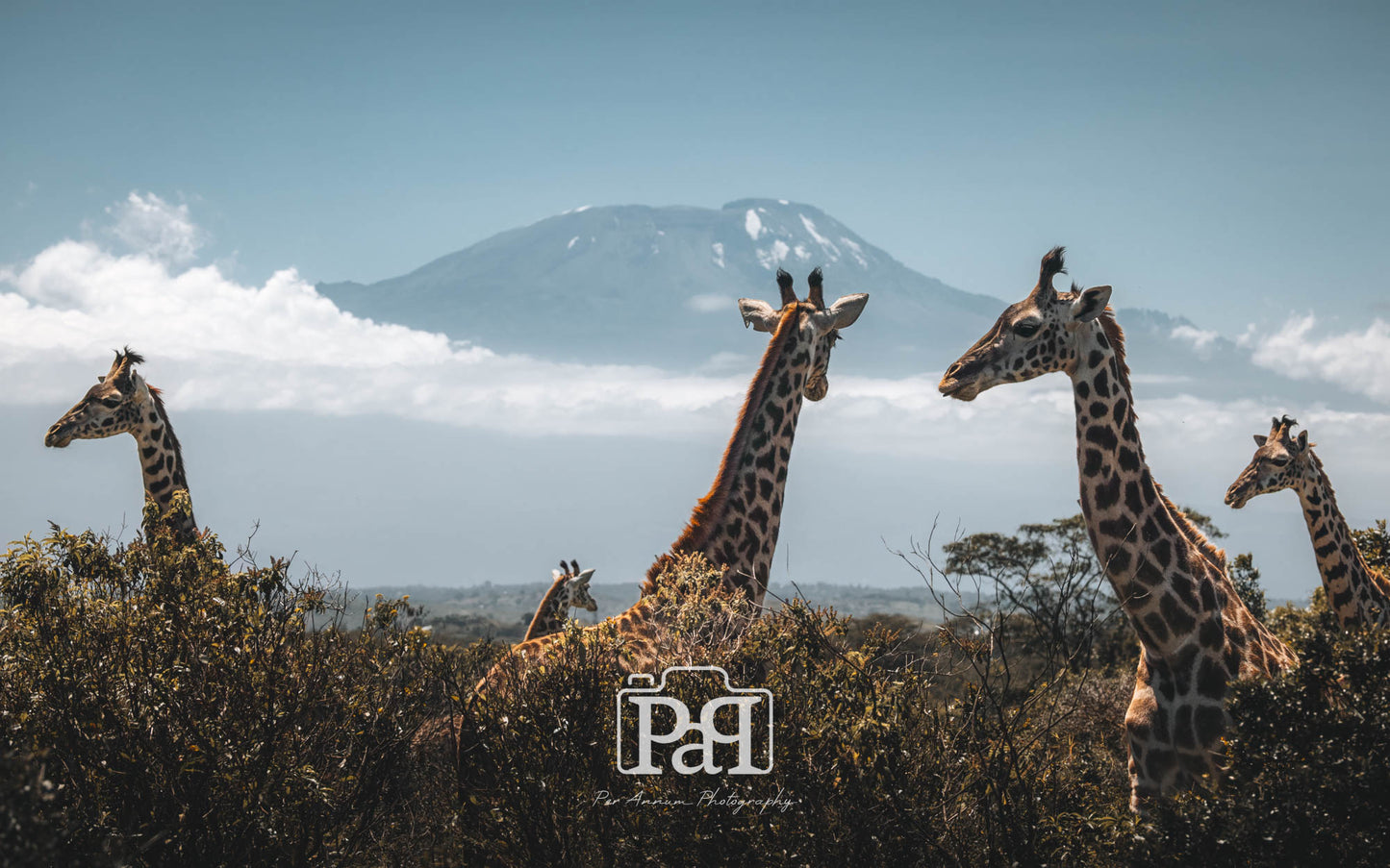 Kilimanjaro Fine Art Print